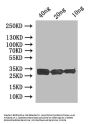uve1 Antibody
