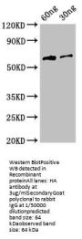 HA Antibody