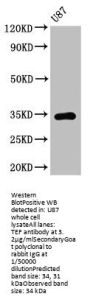 TEF Antibody