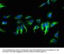 TMEM267 Antibody