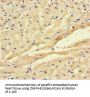 FSTL1 Antibody