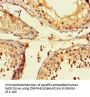 FSTL1 Antibody