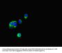 FSTL1 Antibody