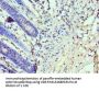 TP53BP1 Antibody