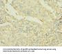 PTPRJ Antibody