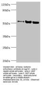 G3BP1 Antibody