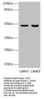 SKP2 Antibody