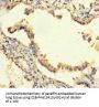 SEMA5A Antibody
