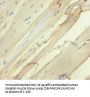 SEMA5A Antibody