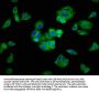 SEMA5A Antibody