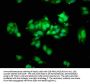 THOC5 Antibody