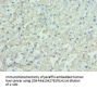 ENPP2 Antibody