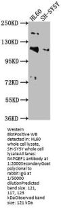 RAPGEF1 Antibody