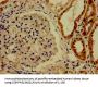 CDK13 Antibody
