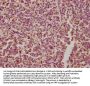 DAG1 Antibody