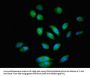 PTK2B Antibody