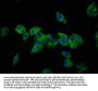 DSC3 Antibody