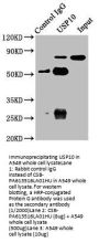 USP10 Antibody