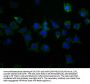 KCNB1 Antibody