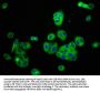 KCNJ8 Antibody