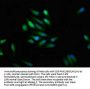 SCN9A Antibody