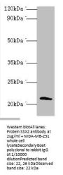 SSX2 Antibody
