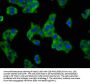 ASIC2 Antibody