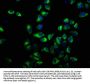 ATP2B3 Antibody