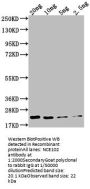 NCE102 Antibody