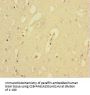 KCNMA1 Antibody