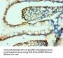 FAP Antibody