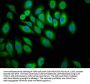PTPN13 Antibody