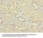 NME3 Antibody