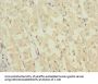 NME3 Antibody