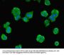 NME3 Antibody