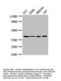 SLAMF1 Antibody