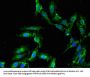 PLD1 Antibody