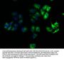 ROCK1 Antibody