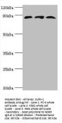 CUL1 Antibody