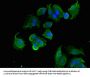 PTK6 Antibody
