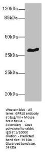 GPR18 Antibody