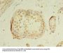 GPR18 Antibody