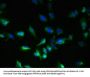 GPR18 Antibody