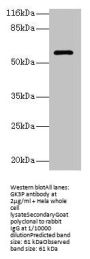 GK3P Antibody