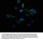 RAB39A Antibody