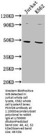 PSMD6 Antibody