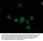 PSMD6 Antibody