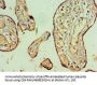 NAB2 Antibody