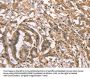 PEBP1 Antibody