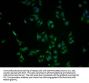 NFE2L2 Antibody